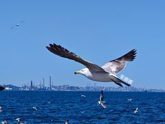 -大连海昌东方水城