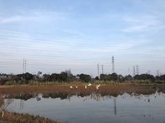 -上海长兴岛郊野公园