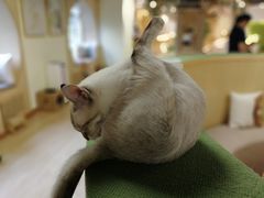 -猫和宫(六道口店)