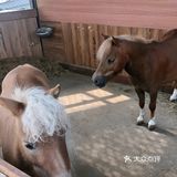 春天马术🏇🏻知道一下！