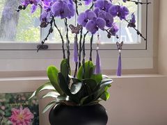 -花神·轻食简餐·咖啡馆·花卉绿植(荷兰花卉小镇店)