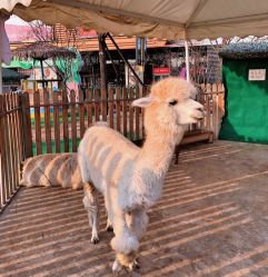 -萌宠亲子动物乐园(槐房万达店)