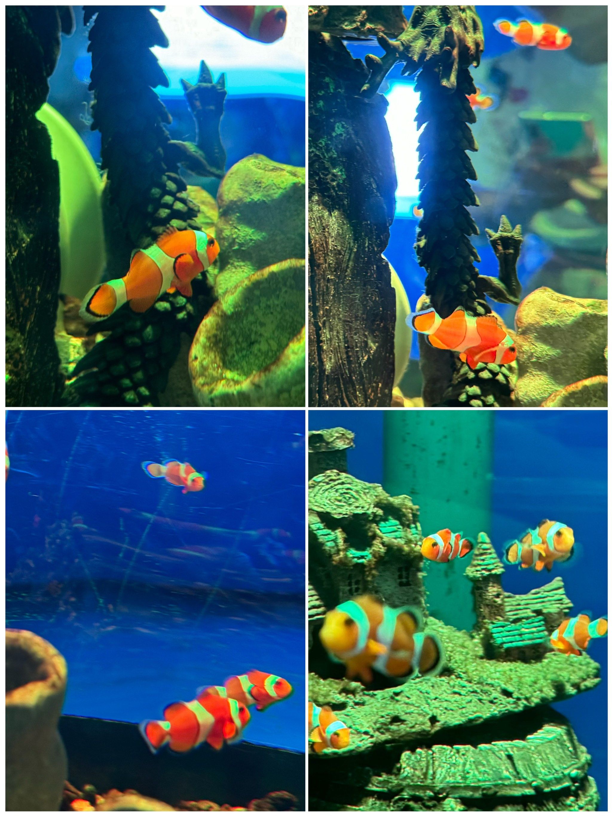 海底动物大集合啦