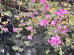 -广州兰圃