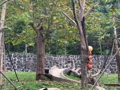 -都江堰中华大熊猫苑