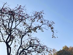-千年银杏谷文化旅游区