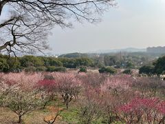 -无锡梅园公园