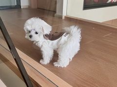 -翊宠yipet猫狗购宠庄园犬舍•猫舍