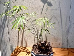 -竹里馆 ·茶食(奥体店)
