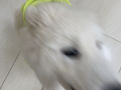 -美联众合动物医院·24h京西诊疗中心