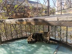 -喵屿·大理花园猫咖