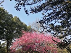 -杭州植物园
