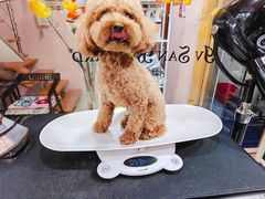 -车接车送·寄养洗护·德文猫舍(大宁店)