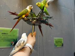 -正佳雨林生态植物园