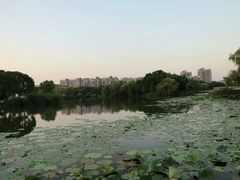 -新江湾城公园