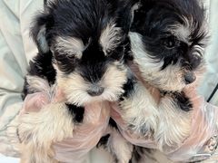 -翊宠yipet猫狗购宠庄园犬舍•猫舍