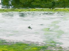 -龙舟池
