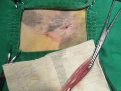 -艾贝尔宠物诊疗