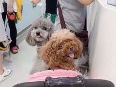 -中国农业大学动物医院