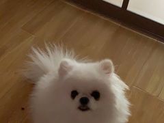 -PETKIT小佩宠物(昭化店)