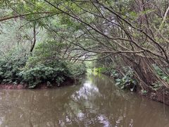-大湾区中央湿地公园