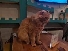 -猫小院猫主题咖啡厅(北锣店)