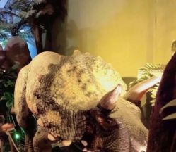 -恐龙探索乐园(磁器口店)