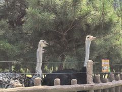 -日照海滨国家森林公园
