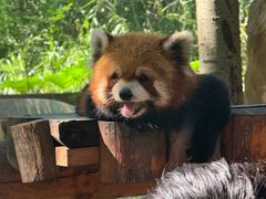 -北京野生动物园