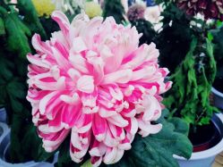 -茶发Salon·烫发染发理发