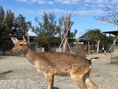 -鹿境梅花鹿生态园区