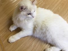 -猫和宫(六道口店)