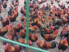 -洪湖家庭农场·团建·露营·会议
