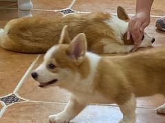 -柯斗斗主题餐厅·狗咖·围炉煮茶·茶饮(国瑞升平里店)