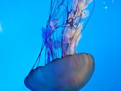 -太平洋海底世界