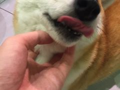 -柴务处·柴犬主题狗咖