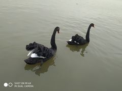 -武清南湖绿博园