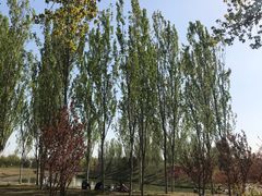 -东郊湿地公园