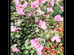 -三圣花乡旅游区