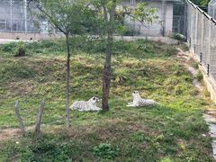 -石家庄市动物园