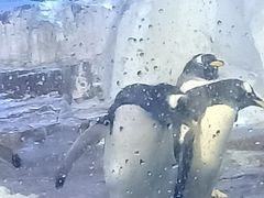-海合安青岛极地海洋公园