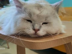 -猫在这儿猫咪咖啡馆·撸猫馆