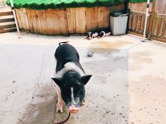 -前小桔亲子创意农场·草莓采摘·露营烧烤