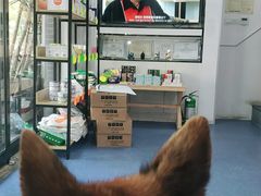 -伟伟宠物医院·CT影像中心·瑞派犬猫综合性门诊(汉口总院)
