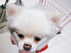 -怪兽屋·羊驼·猫咖·狗咖(俊华广场店)