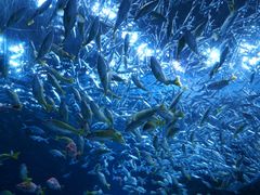 -海合安成都极地海洋公园