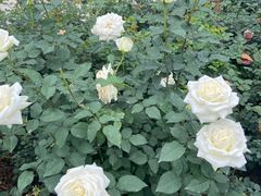 -人民公园(罗湖区)