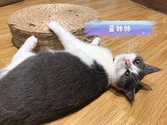 -啵啵喵·猫咖(攀华国际店)