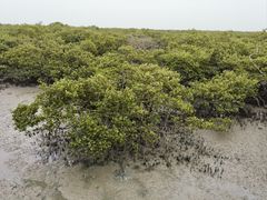 -北海金海湾红树林生态旅游区