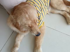 -怪兽屋·羊驼·猫咖·狗咖(俊华广场店)